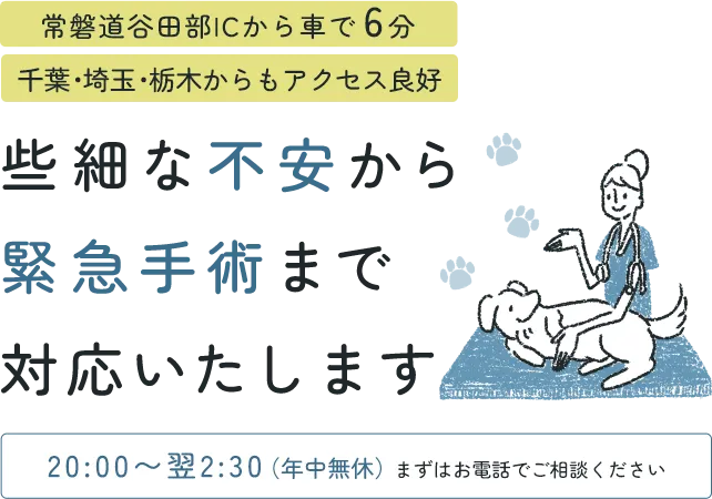 夜間の動物病院|夜間に多い相談内容